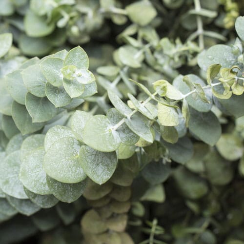 Eucalyptus