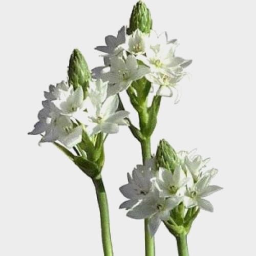Wholesale flowers: Star Of Bethlehem Flower