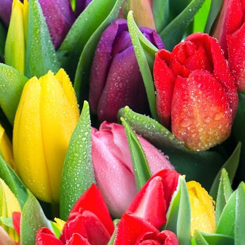 Buy Tulips in bulk online