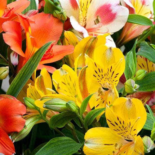 Alstroemeria