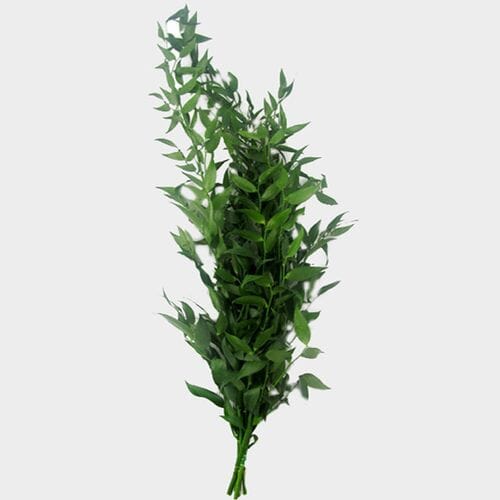 Wholesale flowers: Italian Ruscus Green
