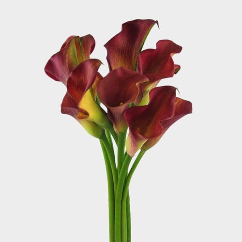 Calla Lily Mini Burgundy Flower