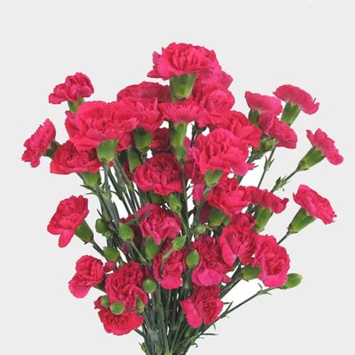 Hot Pink Mini Carnation Flower