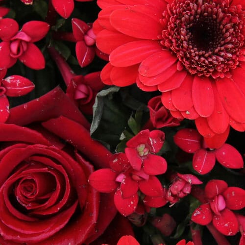 Wholesale Red Flowers