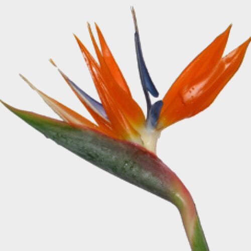 Wholesale flowers: Bird of Paradise Flower