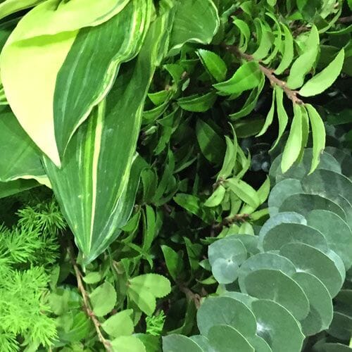 Greens & Fillers Packs