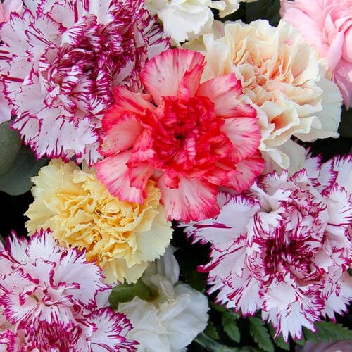 Assorted Color Box Flowers