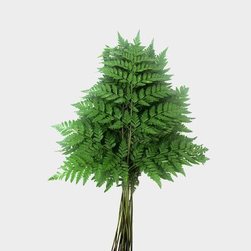Wholesale flowers prices - buy Leather Leaf Fern Bulk in bulk