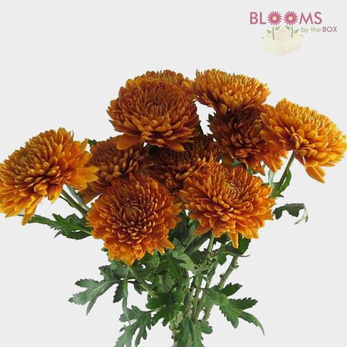 Cremon Mum Bronze