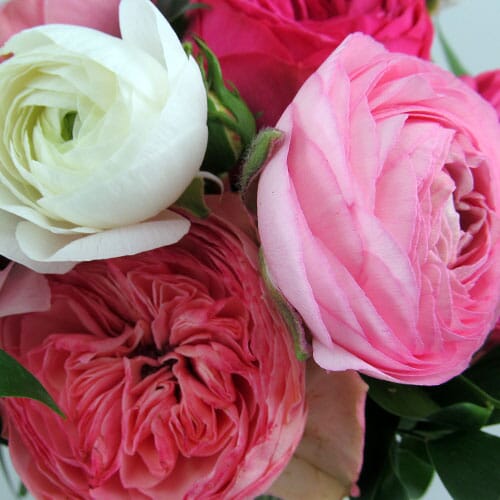 Garden Roses - Bulk