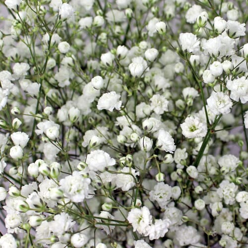 Bulk Baby's Breath at wholesale flower prices