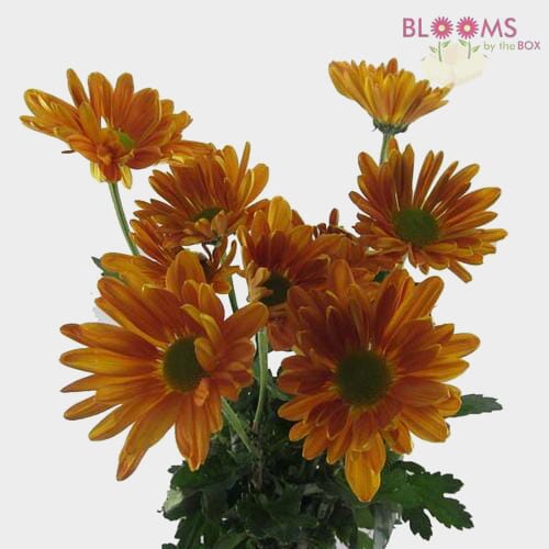 Pompon Daisy Bronze Flowers