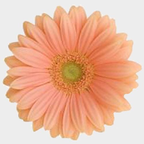 Gerbera Daisy Peach
