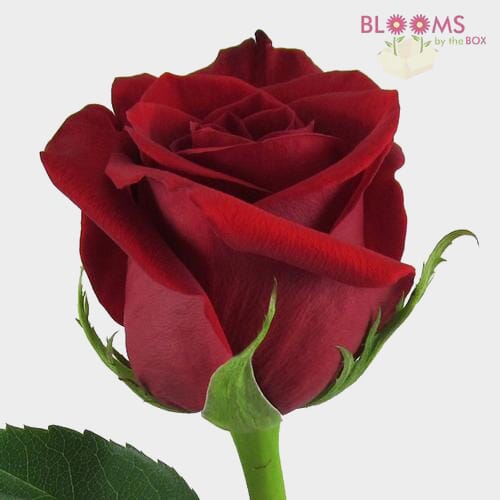 Red Rose Freedom 50 cm.