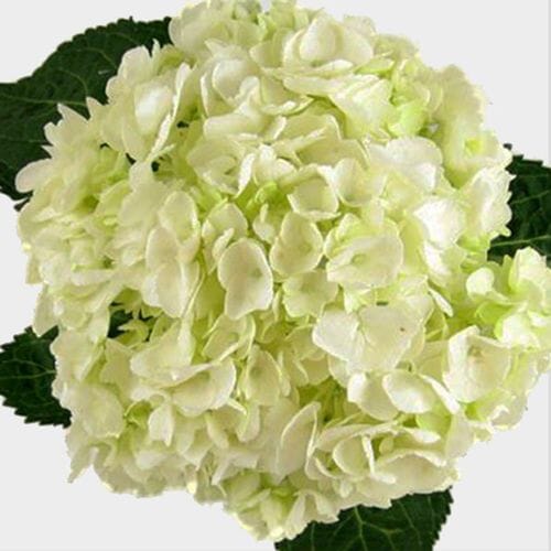 Large Hydrangea White Flower