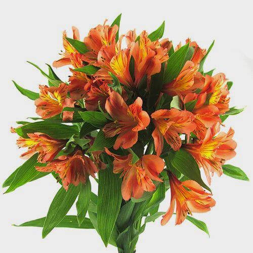 Orange Alstroemeria Flower