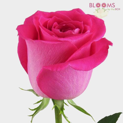 Hot Pink Rose 60 cm.