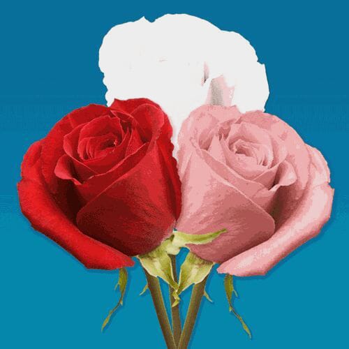 V-DAY Spray Roses (Love Pack) 50 Cm.