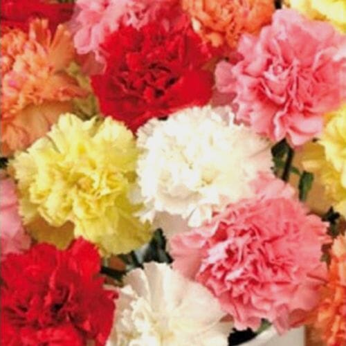 Fancy Carnations Assorted Colors