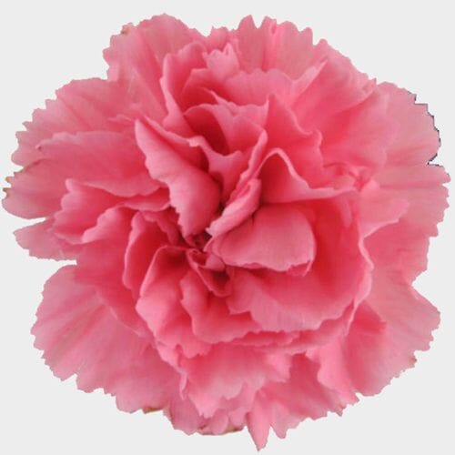 Wholesale flowers: Pink Carnation Flowers - Fancy