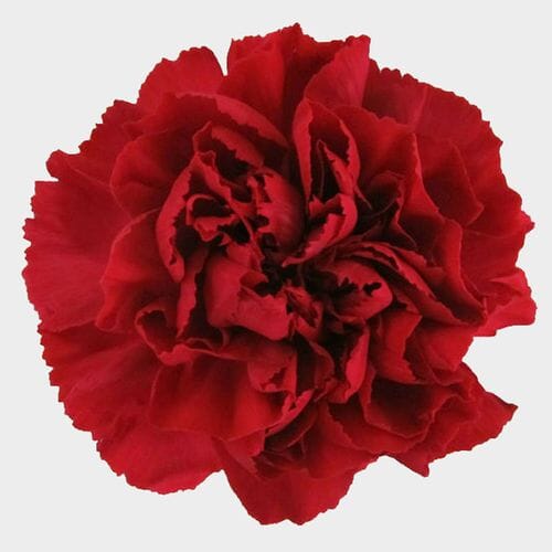 Red Fancy Carnation Flowers