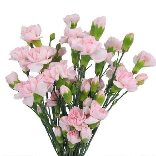 Pink Mini Carnations 