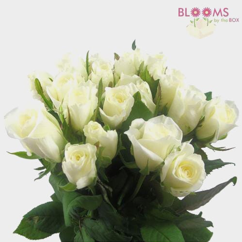Sweetheart Roses White