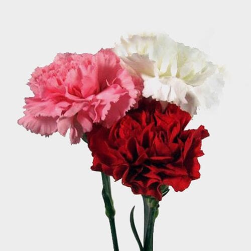 Valentines Day Carnation Pack - Red/White/Pink