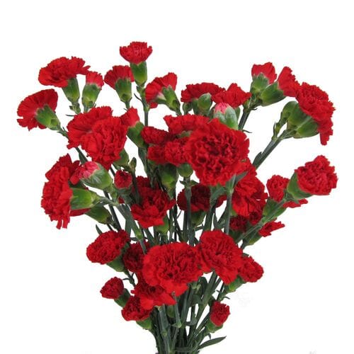 Red Mini Carnations 