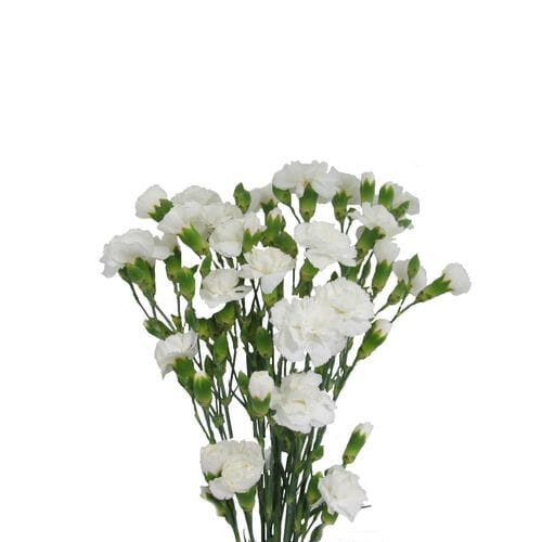 White Mini Carnations 