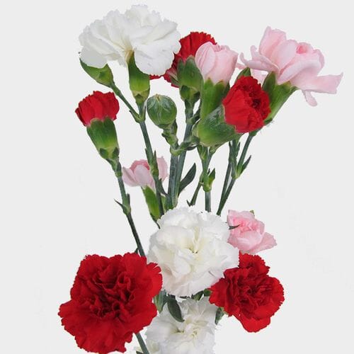 Mini Carnations Valentines Pack (R/W/P)
