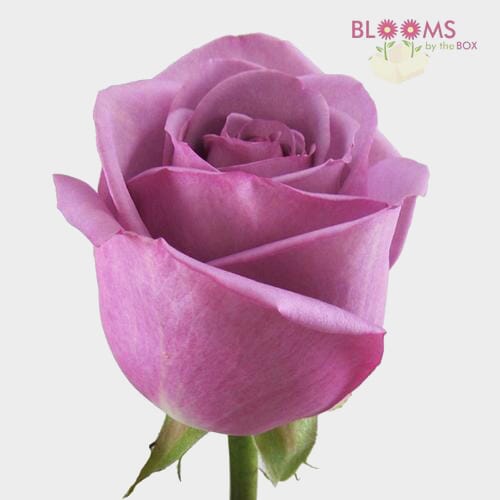 Lavender Rose 60 cm.