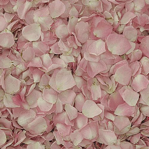 Petite Pink FD Rose Petals (30 Cups)