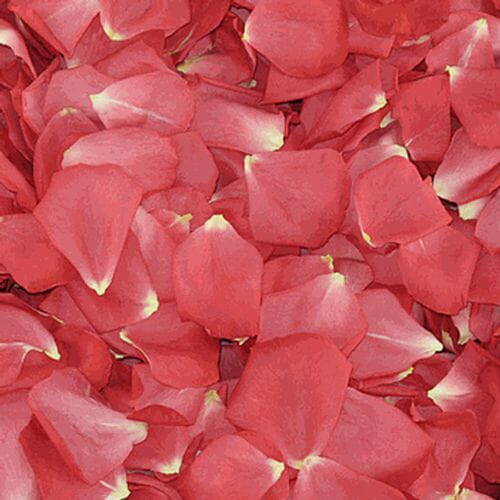 Passion Pink FD Rose Petals (30 Cups)