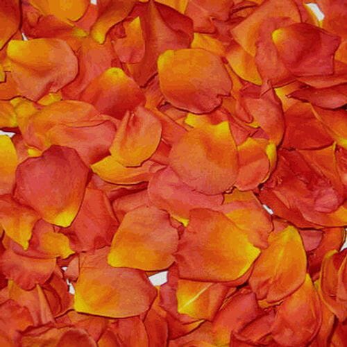 Yellow / Orange &  Red  FD Rose Petals (30 Cups)