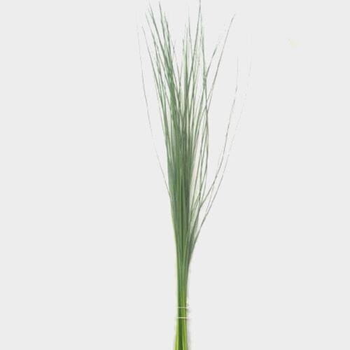 Steel Grass Greenery