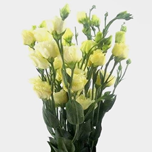 Cream Lisianthus Flower