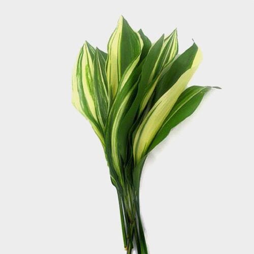 Aspidistra Variegated Greenery