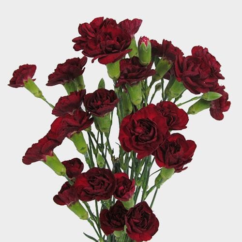 Burgundy Mini Carnation Flowers