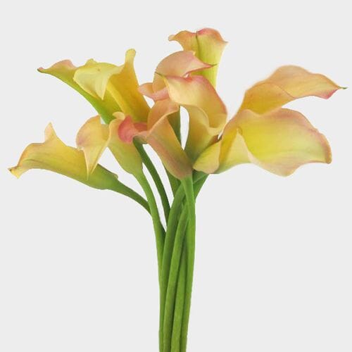 Calla Lily Mini Peach Flower