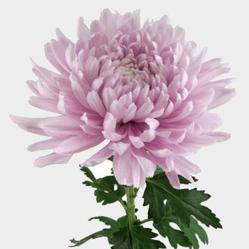 Football Mum Lavender