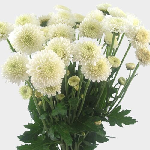 Pompon Button White Flower