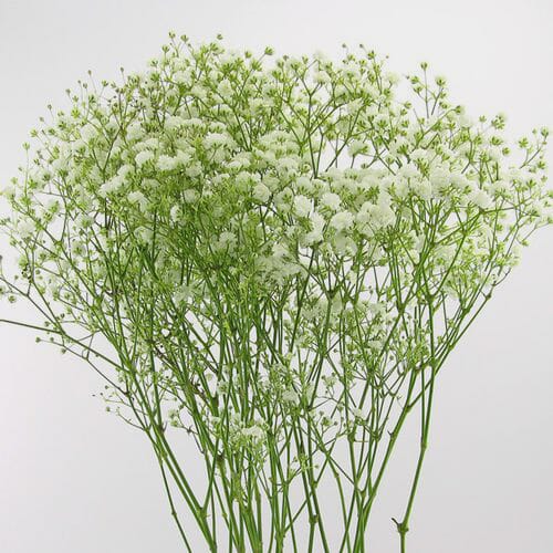 Gypsophila Million Star Flowers