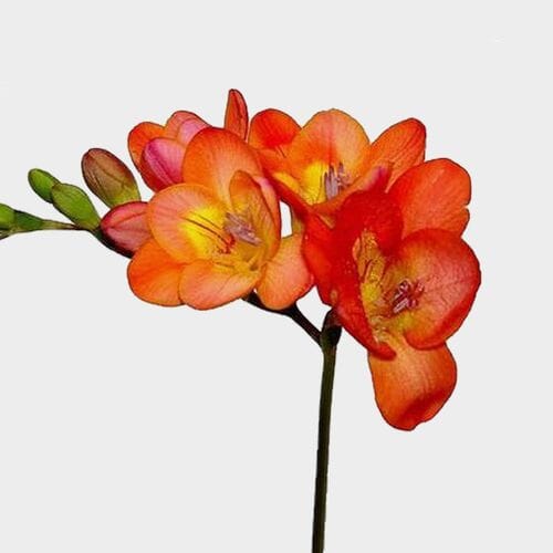 Orange Freesia Flower