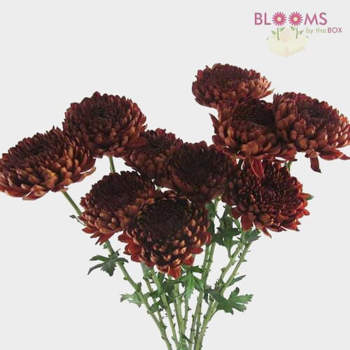 Cremon Mum Red 