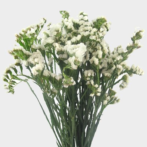 Statice White Flower
