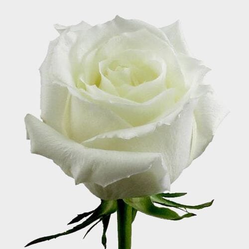 Rose Eskimo 40 cm. Bulk