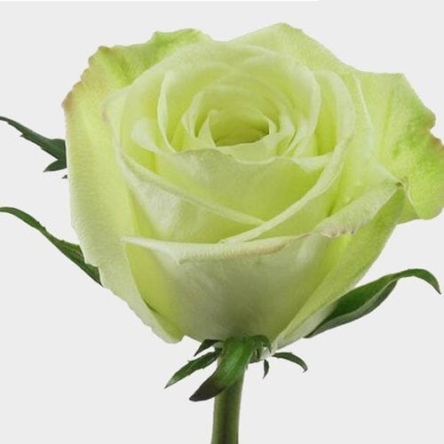Rose Green Tea 40 cm. Bulk
