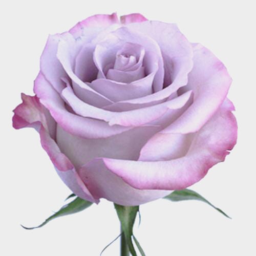 Rose Purple Haze 40 cm. Bulk