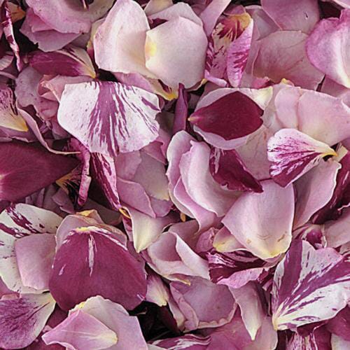 Passionate Kisses Fd Rose Petals (30 Cups)